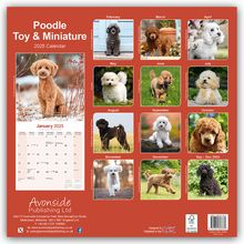 Avonside Publishing Ltd: Toy and Miniature Poodle - Toypudel und Zwergpudel 2025 - 16-Monatskalender, Kalender