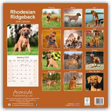 Avonside Publishing Ltd: Rhodesian Ridgeback - Afrikanischer Löwenhund 2025 - 16-Monatskalender, Kalender