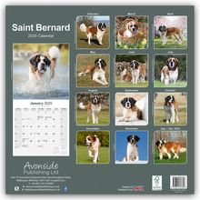 Avonside Publishing Ltd: Saint Bernard - Bernhardiner 2025 - 16-Monatskalender, Kalender