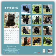 Avonside Publishing Ltd: Schipperke 2025 - 16-Monatskalender, Kalender