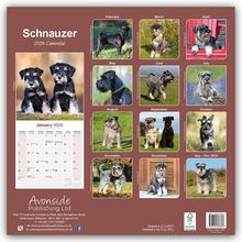 Avonside Publishing Ltd: Schnauzer - Schnauzer 2025 - 16-Monatskalender, Kalender