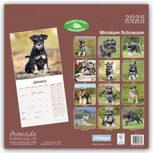 Avonside Publishing Ltd: Miniature Schnauzer - Zwergschnauzer 2025 - 16-Monatskalender, Kalender