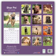 Avonside Publishing Ltd: Shar Pei - Shar-Pei 2025 - 16-Monatskalender, Kalender