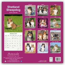 Avonside Publishing Ltd: Shetland Sheepdog - Shelties 2025 - 16-Monatskalender, Kalender