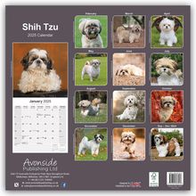 Avonside Publishing Ltd: Shih Tzu 2025 - 16-Monatskalender, Kalender