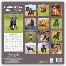 Avonside Publishing Ltd: Staffordshire Bull Terrier - Staffordshire Bull Terrier 2025 - 16-Monatskalender, Kalender