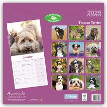 Avonside Publishing: Tibetan Terrier - Tibet Terrier 2025 - 16-Monatskalender, Kalender
