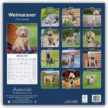 Avonside Publishing Ltd: Weimaraner - Weimaraner 2025 - 16-Monatskalender, Kalender