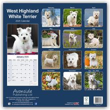 Avonside Publishing Ltd: West Highland White Terrier - Westies 2025 - 16-Monatskalender, Kalender