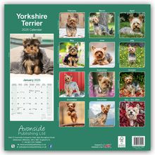 Avonside Publishing Ltd: Yorkshire Terrier - Yorkshire Terrier 2025 16-Monatskalender, Kalender