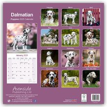 Avonside Publishing Ltd.: Dalmatian Puppies - Dalmatiner Welpen 2025 - 16-Monatskalender, Kalender