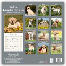 Avonside Publishing Ltd: Yellow Labrador Retriever Puppies - Weiße Labradorwelpen 2025, Kalender
