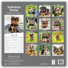 Avonside Publishing Ltd.: Yorkshire Terrier Puppies - Yorkshire Terrier Welpen 2025 16-Monatskalender, Kalender