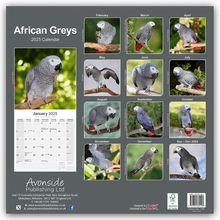 Avonside Publishing Ltd: African Greys - Graupapageien 2025 - 16-Monatskalender, Kalender