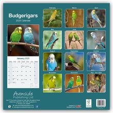 Avonside Publishing Ltd: Budgerigars - Wellensittiche 2025 - 16-Monatskalender, Kalender