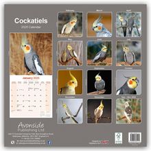 Avonside Publishing Ltd: Cockatiels - Nymphensittiche 2025 - 16-Monatskalender, Kalender