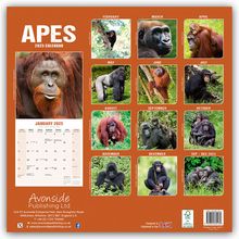 Avonside Publishing Ltd: Apes - Affen 2025 - 16-Monatskalender, Kalender