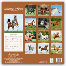 Avonside Publishing Ltd: Arabians - Araber - Araber Pferde 2025 - 16-Monatskalender, Kalender