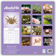 Avonside Publishing Ltd: Avonside Publishing Ltd: Axolotls - Mexikanischer Schwanzlur, Kalender