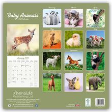 Avonside Publishing Ltd.: Baby Animals - Tierbabys 2025 - 16-Monatskalender, Kalender