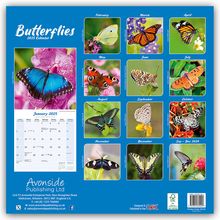 Avonside Publishing Ltd: Butterflies - Schmetterlinge 2025 - 16-Monatskalender, Kalender