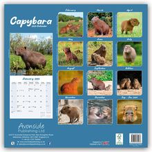 Avonside Publishing Ltd: Capybara - Wasserschwein 2025 - 16-Monatskalender, Kalender