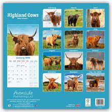 Avonside Publishing Ltd: Higland Cows - Hochland Rinder 2025 - 16-Monatskalender, Kalender