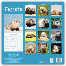 Avonside Publishing Ltd: Ferrets - Frettchen 2025 - 16-Monatskalender, Kalender