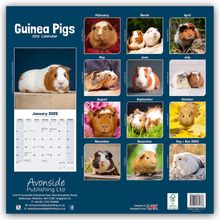 Avonside Publishing Ltd: Guinea Pigs - Meerschweinchen 2025 - 16-Monatskalender, Kalender