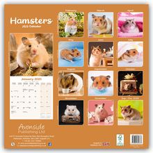 Avonside Publishing Ltd: Hamsters - Hamster 2025 - 16-Monatskalender, Kalender