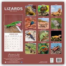 Avonside Publishing Ltd: Lizards - Eidechsen 2025 - 16-Monatskalender, Kalender