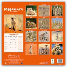 Avonside Publishing Ltd: Meerkats - Erdmännchen 2025 - 16-Monatskalender, Kalender