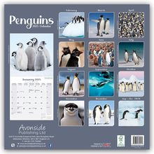 Avonside Publishing Ltd: Penguins - Pinguine 2025 - 16-Monatskalender, Kalender