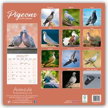 Avonside Publishing Ltd: Pigeons - Tauben 2025 - 16-Monatskalender, Kalender