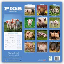 Avonside Publishing Ltd: Pigs - Schweine 2025 - 16-Monatskalender, Kalender