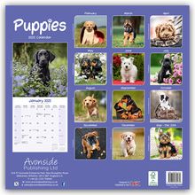 Avonside Publishing Ltd.: Puppies - Welpen 2025 16-Monatskalender, Kalender