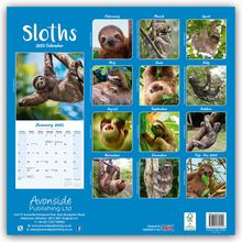 Avonside Publishing Ltd: Sloths - Faultiere 2025 - 16-Monatskalender, Kalender