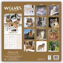 Avonside Publishing Ltd: Wolves - Wölfe 2025 - 16-Monatskalender, Kalender