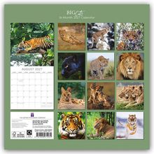 "BIG Cats 16-Month 2027 Calendar", August 2027. Verschiedene Großkatzen in Fotos wie Tiger, Löwe und Panther auf grünem Hintergrund.