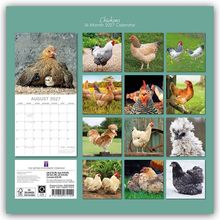 „Chickens 16-Month 2027 Calendar“. August 2027 Kalenderblatt. Verschiedene Fotos von Hühnern in einem Raster.