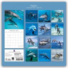"Dolphins 16-Month 2027 Calendar" und "AUGUST 2027" mit Kalenderblatt. Verschiedene Fotos von spielenden Delfinen im Wasser.