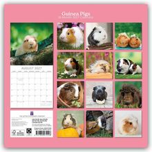 "Guinea Pigs 16-Month 2027 Calendar". Dazu verschiedene Fotos von Meerschweinchen, sowie der August 2027 Kalender.