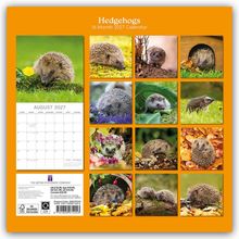 "Hedgehogs, 16-Month 2027 Calendar. AUGUST 2027." Kalender mit Bildern von Igeln in verschiedenen natürlichen Umgebungen.