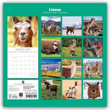 "Llamas", "16-Month 2027 Calendar", "August 2027". Zwölf Lamas in verschiedenen Landschaften, eines mit bunten Ohrschmuck.
