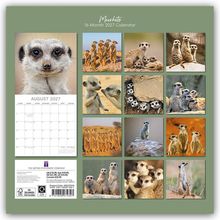 "Meerkats 16-Month 2027 Calendar." Kalender mit Erdmännchenfotos in verschiedenen Posen und Gruppierungen.