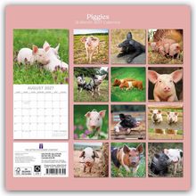"Piggies", "16-Month 2027 Calendar", "August 2027". Fotos von Ferkeln in verschiedenen natürlichen Umgebungen.
