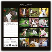 "BULL TERRIERS 16-Month 2027 Calendar, AUGUST 2027" und Bilder von Bull Terriern in verschiedenen Posen.