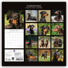 "DOBERMANNS 16-Month 2027 Calendar". August 2027 Kalenderblatt. Fotos von Dobermännern in verschiedenen Posen und Landschaften.