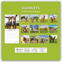 DONKEYS, 16-Month 2027 Calendar. Ein Kalender mit verschiedenen Fotos von Eseln auf grüner Rückseite.