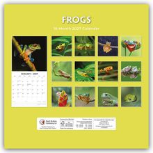 "FROGS: 16-Month 2027 Calendar". Verschiedene Froschbilder in einer Rasteranordnung auf gelbem Hintergrund.